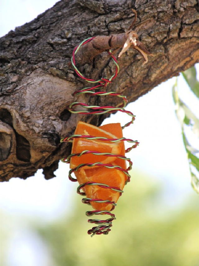 DIY Bird Feeder for Under $5