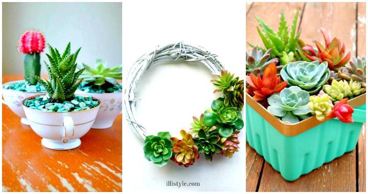 DIY Succulent Projects